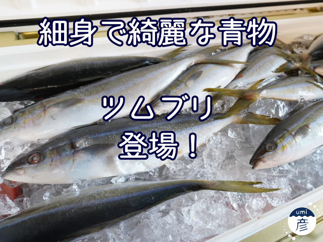 細身で綺麗な青物「ツムブリ」登場！
