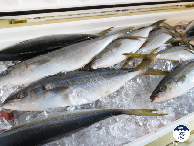 細身で綺麗な青物「ツムブリ」登場！