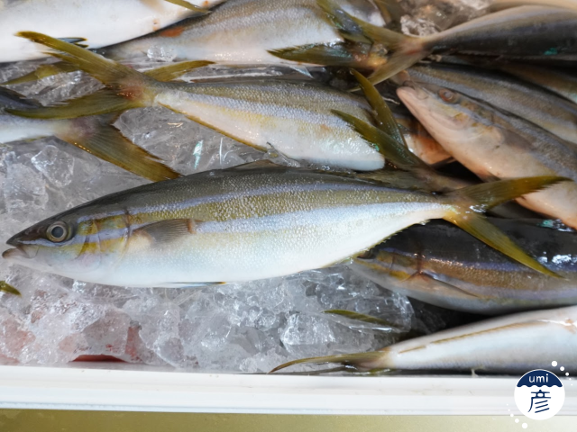 細身で綺麗な青物「ツムブリ」登場！