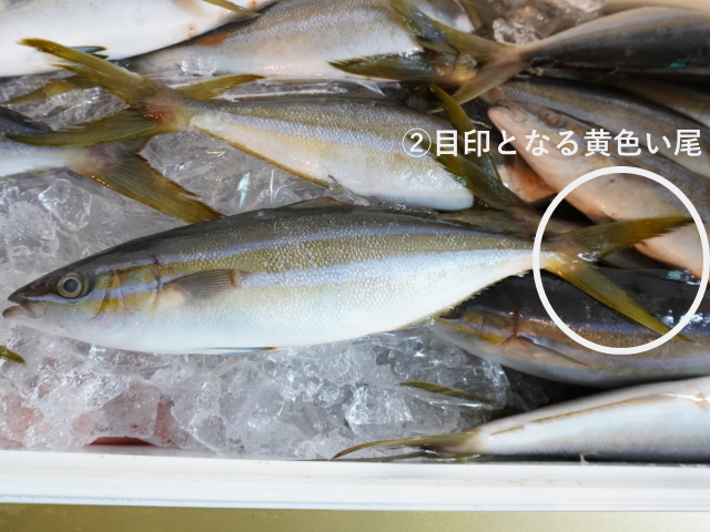 細身で綺麗な青物「ツムブリ」登場！