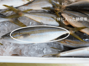 細身で綺麗な青物「ツムブリ」登場！