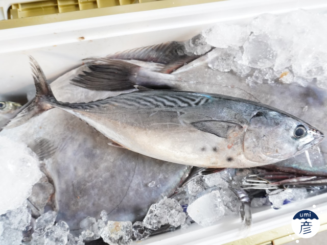 脂のり抜群のヤイトガツオ登場！！