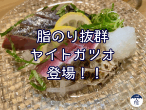 脂のり抜群のヤイトガツオ登場！！