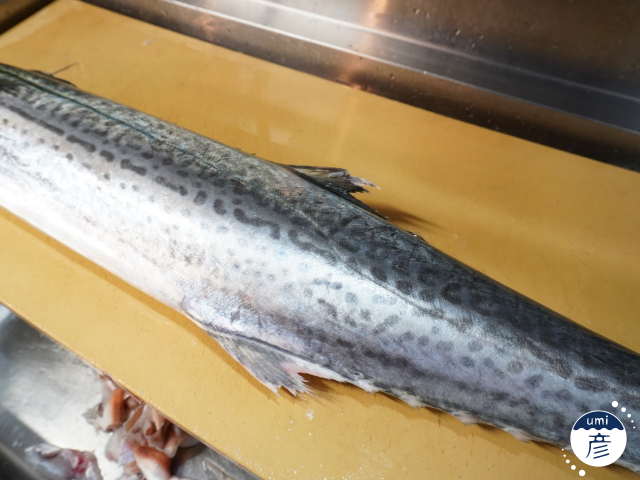 旬を迎えたサワラ(鰆)を捌いている厨房に潜入!