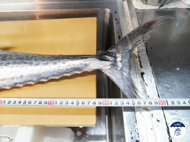 旬を迎えたサワラ(鰆)を捌いている厨房に潜入!