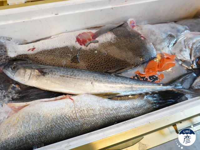 旬を迎えたサワラ(鰆)を捌いている厨房に潜入!