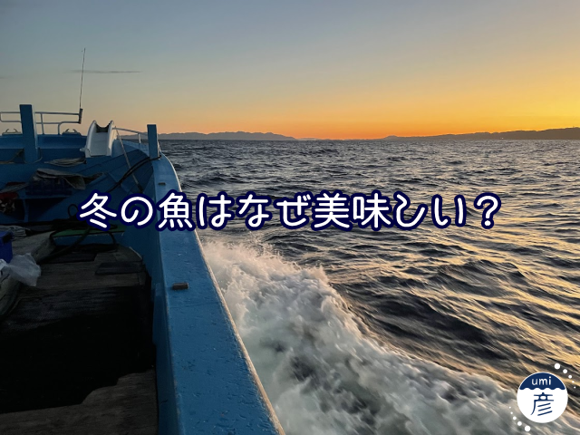 冬の魚はなぜ美味しい？脂のり・身の締り・季節ごとの違い