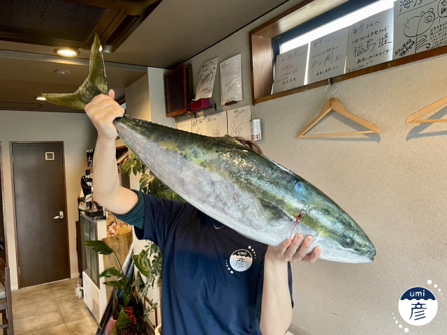 山陰のお正月にはブリ！その理由に迫る！