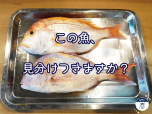 この魚、見分けつきますか？～レンコダイとチコダイ～