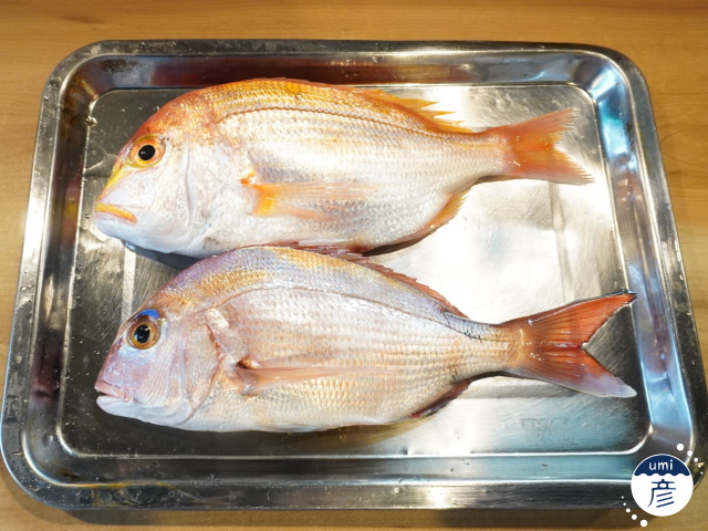 この魚、見分けつきますか？～レンコダイとチコダイ～