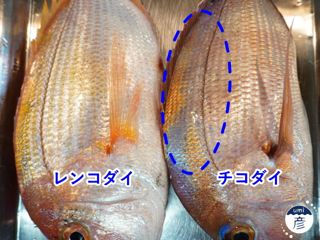 この魚、見分けつきますか？～レンコダイとチコダイ～
