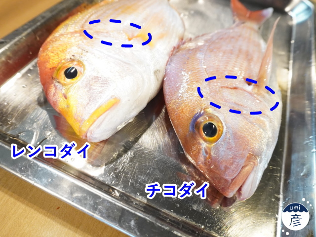 この魚、見分けつきますか？～レンコダイとチコダイ～