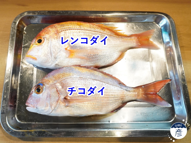 この魚、見分けつきますか？～レンコダイとチコダイ～