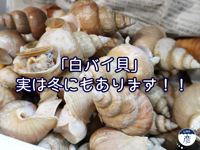 海彦夏の風物詩「白バイ貝」、実は冬にもあります！！