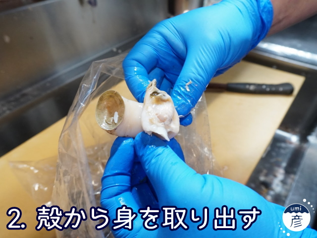 海彦夏の風物詩「白バイ貝」、実は冬にもあります!!