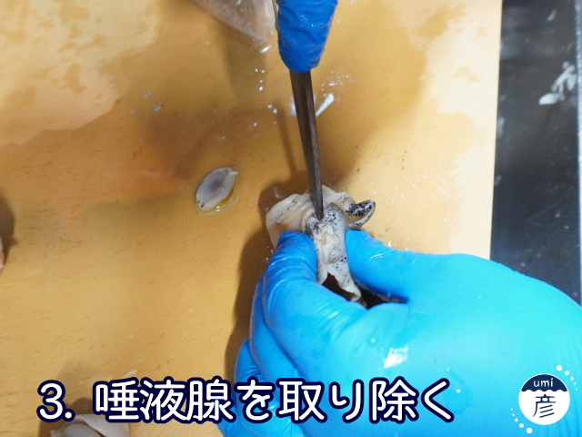 海彦夏の風物詩「白バイ貝」、実は冬にもあります!!