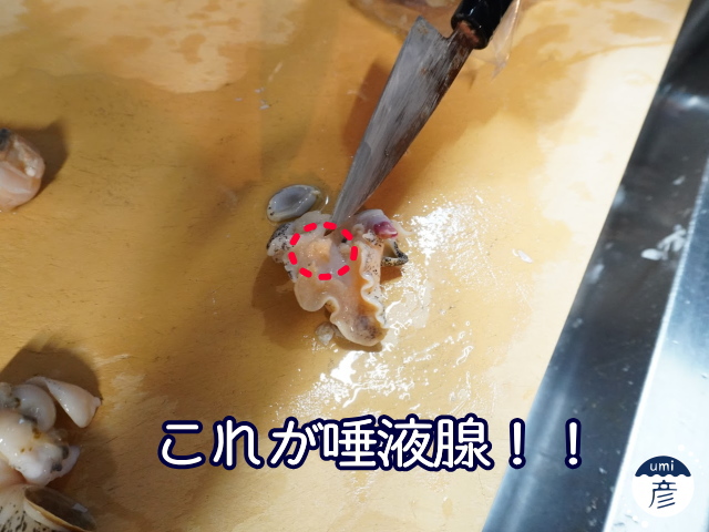 海彦夏の風物詩「白バイ貝」、実は冬にもあります!!