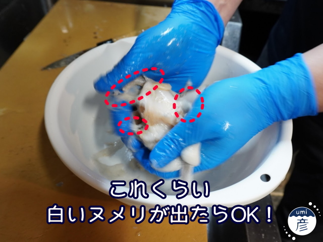 海彦夏の風物詩「白バイ貝」、実は冬にもあります!!