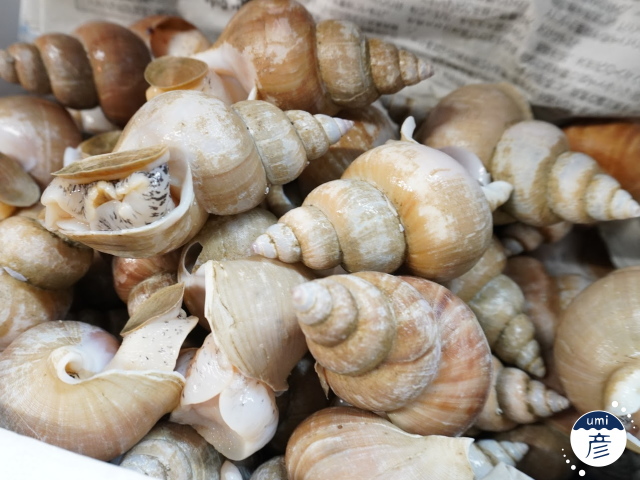 海彦夏の風物詩「白バイ貝」、実は冬にもあります!!