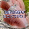 脂乗り抜群なヨコワマグロは今だけ！