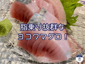 脂乗り抜群なヨコワマグロは今だけ！