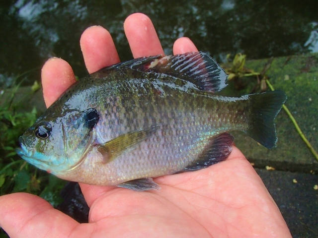 謎の魚、発見！正体に迫ってみた！