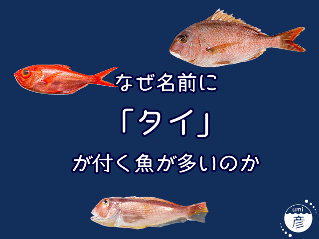 なぜ「〇〇ダイ」のように、名前に「タイ」が付く魚が多いのか