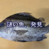 謎の魚、発見！正体に迫ってみた！