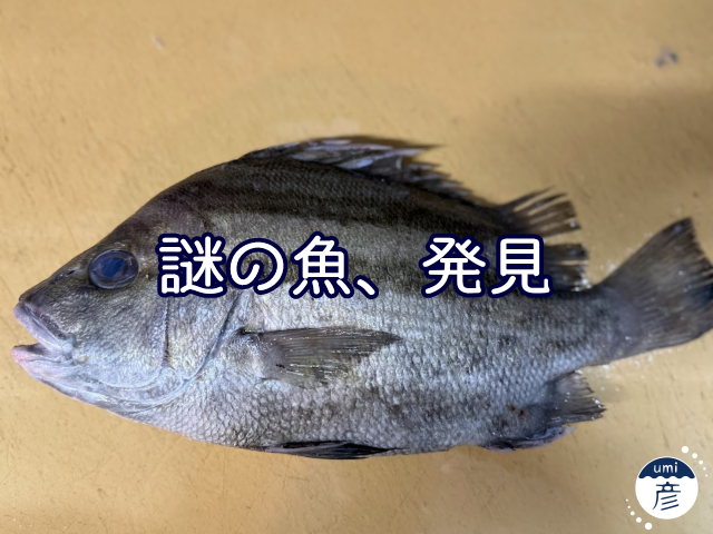 謎の魚、発見！正体に迫ってみた！