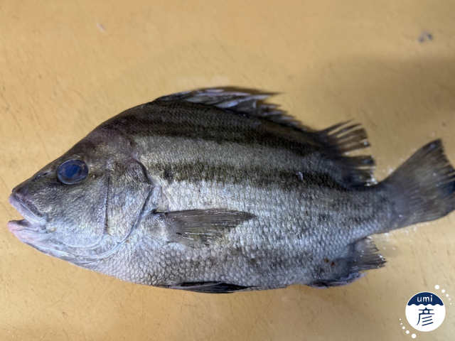 謎の魚、発見！正体に迫ってみた！