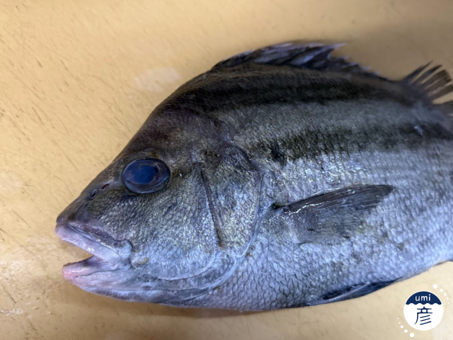 謎の魚、発見！正体に迫ってみた！