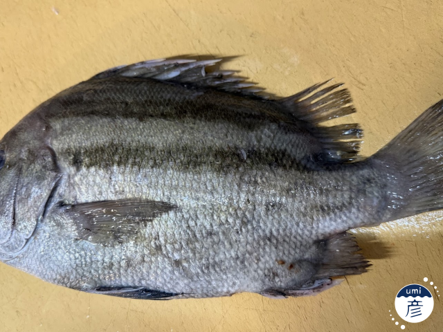 謎の魚、発見！正体に迫ってみた！