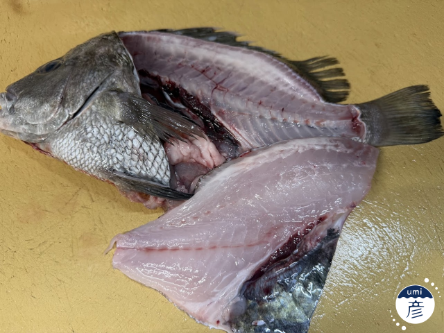 謎の魚、発見！正体に迫ってみた！