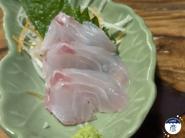 謎の魚、発見！正体に迫ってみた！