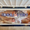 春が来た！「春告魚」って何？