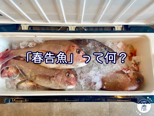 春が来た！「春告魚」って何？