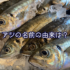 アジが大量！鯵（アジ）の名前の由来は？