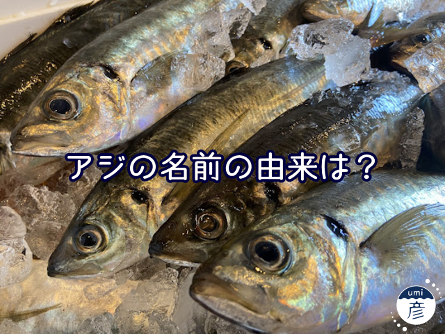 アジが大量！鯵（アジ）の名前の由来は？
