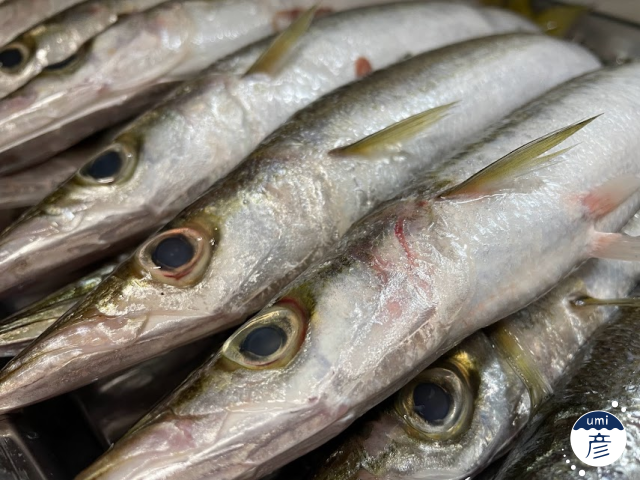 写真で利きフライ、やってみました。