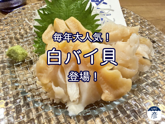 毎年大好評！白バイ貝が今年も登場！