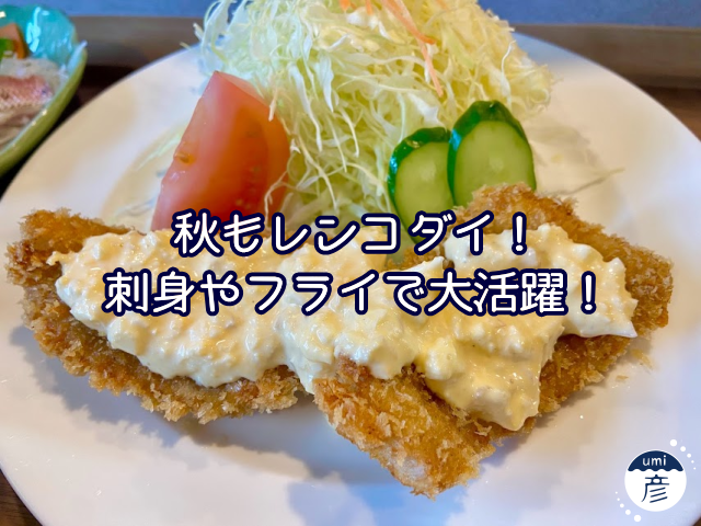 秋もレンコダイ！刺身やフライで大活躍です！