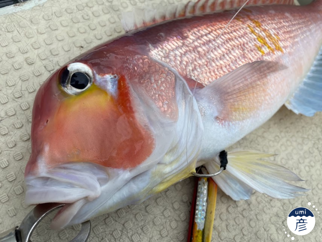 釣った魚をスマホで撮る！魚がもっと魅力的に見える撮影方法は？