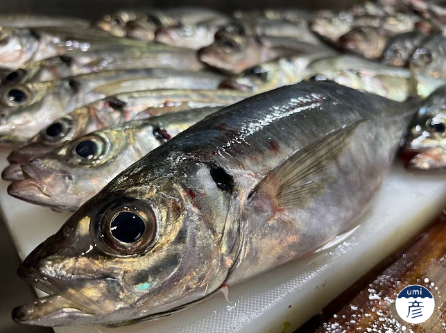 釣った魚をスマホで撮る！魚がもっと魅力的に見える撮影方法は？