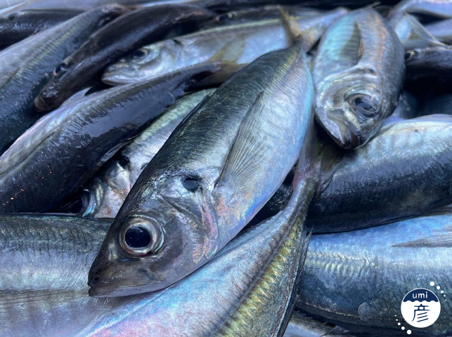 釣った魚をスマホで撮る！魚がもっと魅力的に見える撮影方法は？