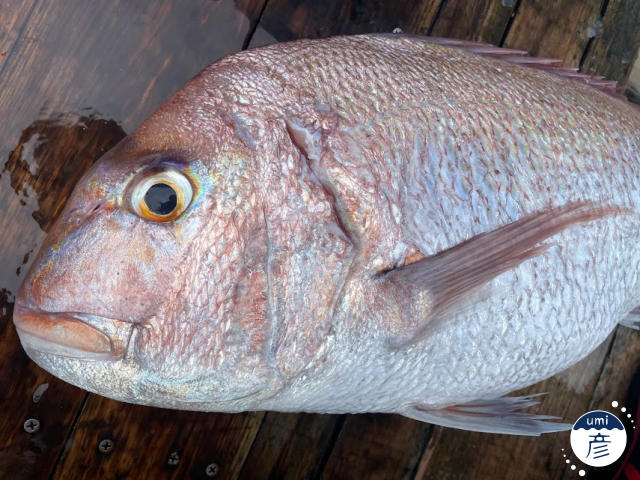 釣った魚をスマホで撮る！魚がもっと魅力的に見える撮影方法は？
