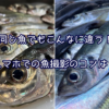 釣った魚をスマホで撮る！魚がもっと魅力的に見える撮影方法は？