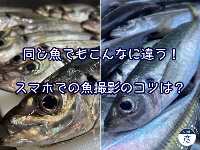 釣った魚をスマホで撮る！魚がもっと魅力的に見える撮影方法は？
