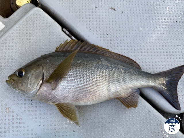 釣った魚をスマホで撮る！魚がもっと魅力的に見える撮影方法は？