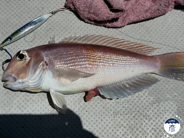 釣った魚をスマホで撮る！魚がもっと魅力的に見える撮影方法は？
