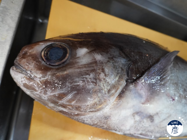 釣った魚だけじゃない！こんな写真も『1日1魚カレンダー』に応募できます！